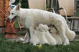 TETER - BERGER BLANC SUISSE 027